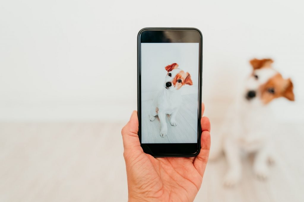 unrecognizable woman taking a picture with mobile phone of cute small jack russell dog at home